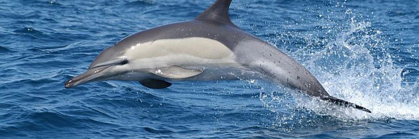 delfin-marea-neagra